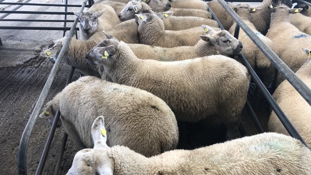Sheep marts: Boost in factory lamb prices