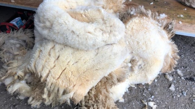 Farmers' views: 'If you had to travel to get rid of the wool you wouldn't get the price of the diesel back'