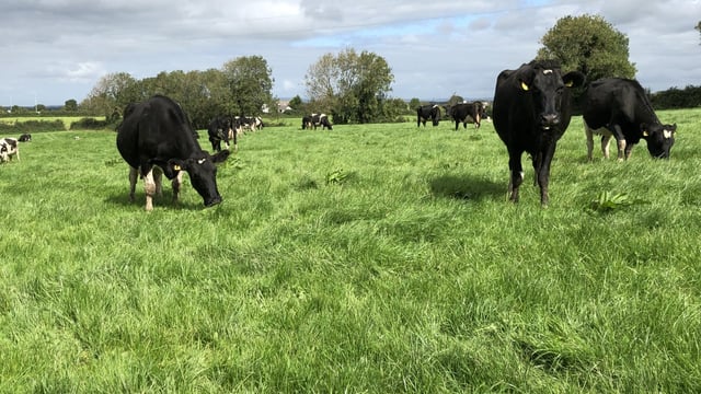 Dairy Focus: 'Days in milk is what drive profits, especially for an expanding herd'