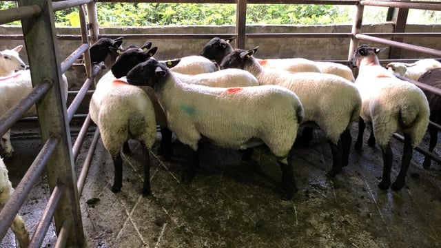 Breeding sales: Suffolk-cross Cheviot ewe lambs make up to €230/head at Stranorlar