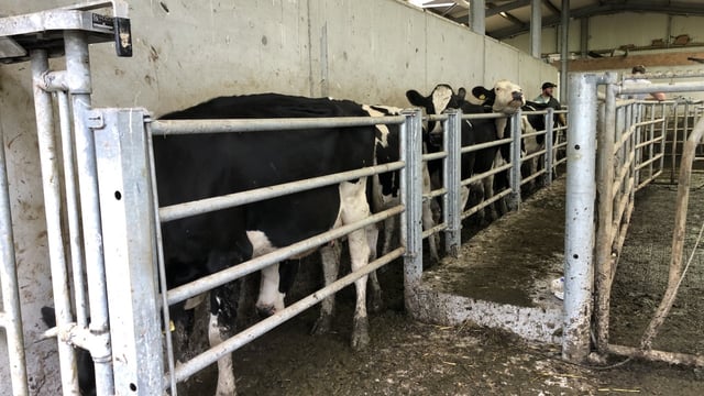 Video: Scanning a 139-cow herd in Co. Clare
