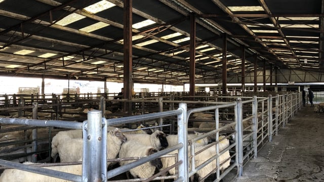 'There is an appetite for sheep at the moment that we haven't seen for a couple of years'
