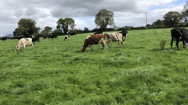 Ciaran Fitzgerald: Dublin 4 doesn’t rate agriculture