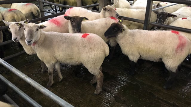 Breeding sales: Hoggets hit €220/head at Borris show and sale