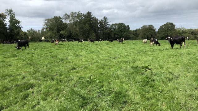 Grass advice: Options for reducing grass demand on farms