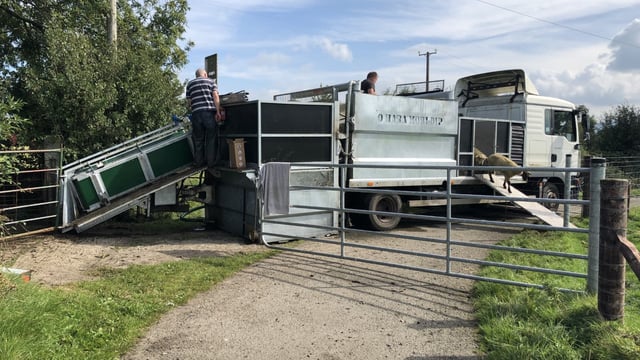 Video: Plunge dipping sheep in Co. Carlow