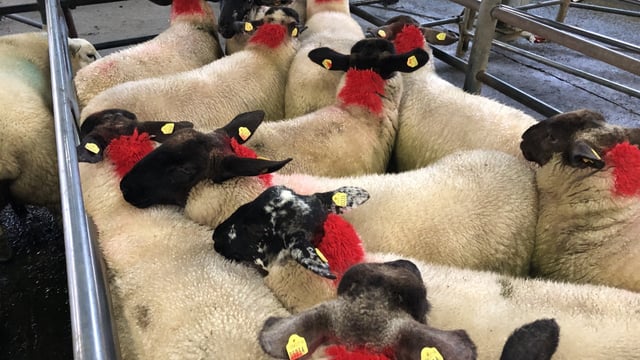 Sheep marts: Factory lamb prices take a hit