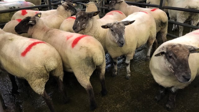 Breeding sales: Ewe lambs make up to €170/head at Donegal Mule Group sale
