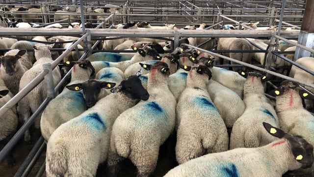 Sheep trade: Base quotes for lambs on the rise once again
