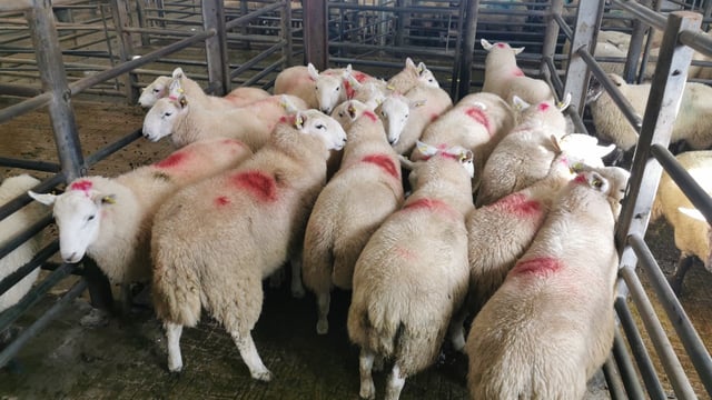 Sheep marts: Trade remains strong across the board