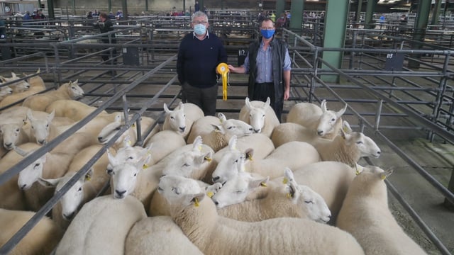 Cheviot hoggets hit €400/head at Blessington Mart