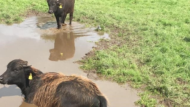 Thurles Mart gearing up for Ireland's first ever sale of buffalo calves