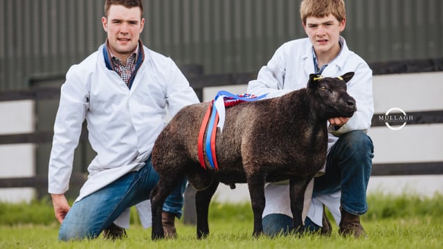 Irish Blue Texel sale: Ewe lamb comes out on top at €1,200