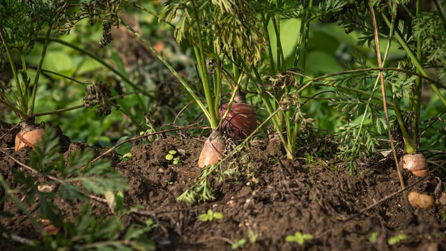 Report: 61% of food businesses working with environmentally-conscious suppliers
