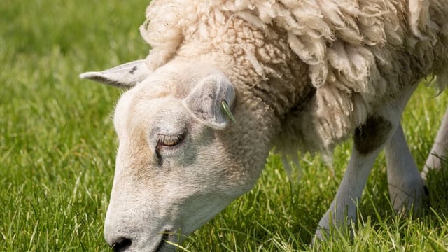 Teagasc Virtual Sheep Week: Grassland management for sheep systems