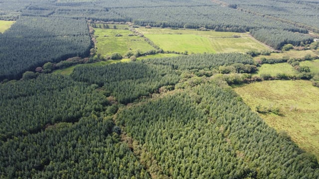 Commercial forest with 'significant volume of maturing timber' on the market