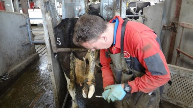 ICFTA launches Declan Kelly hoof-paring bursary