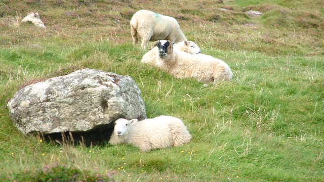 National and EU policy and environment affecting sheep production