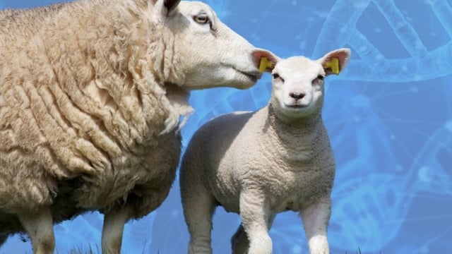 Increasing productivity and efficiency on sheep farms through breeding and genetics