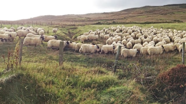 Developing systems for finishing hill-bred store lambs