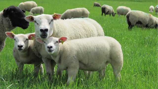 Maintaining high flock health