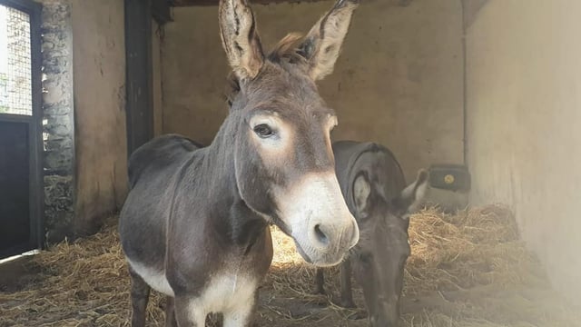 Abandoned donkeys seized by Gardaí following welfare check in Kilkenny