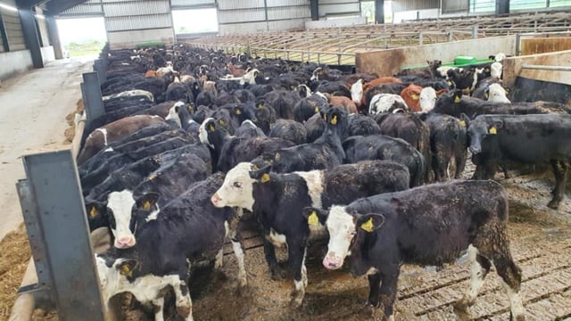 Spring-born bulls and heifers wanted for export