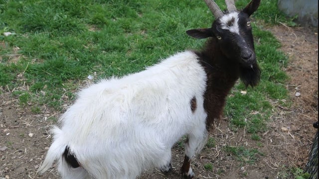 Visitors warned not to feed animals at award-winning farm after goat deaths