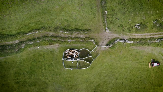 Clipex HDX1100 Series Cattle Crush