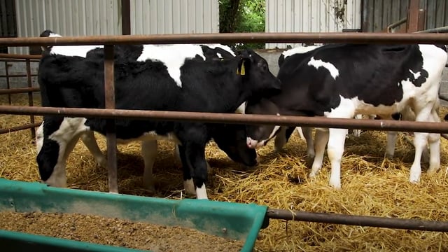 Virtual Farm Walk: Calf health is your wealth