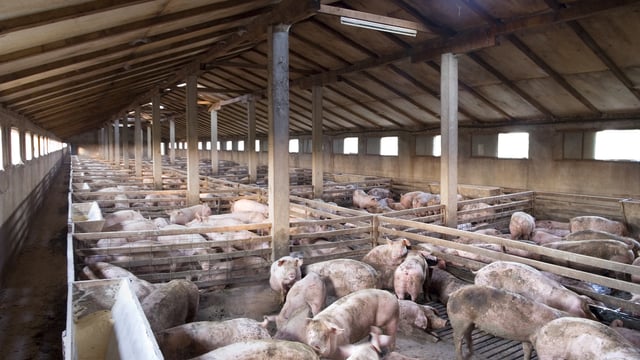 Poots offers Covid-19 financial support to the NI pig sector