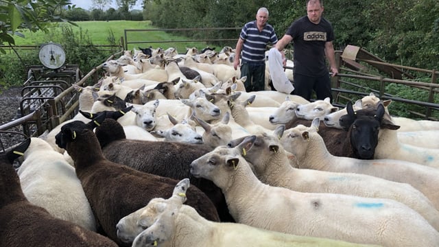 Sheep Focus: Gearing up for the breeding season in Co. Carlow