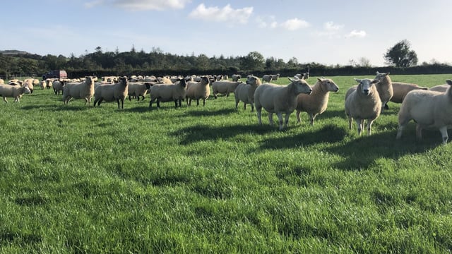 Clearance sale of 200 'genuine' ewes this Thursday, as farm makes way for dairy
