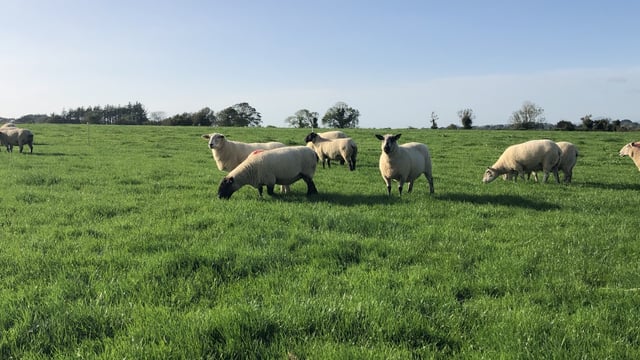 Top price of €220/head recorded at clearance sale of 200-ewe flock at Carnew Mart