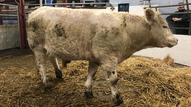 Pics from the mart: Sharp trade for quality bullocks at Castlerea Mart
