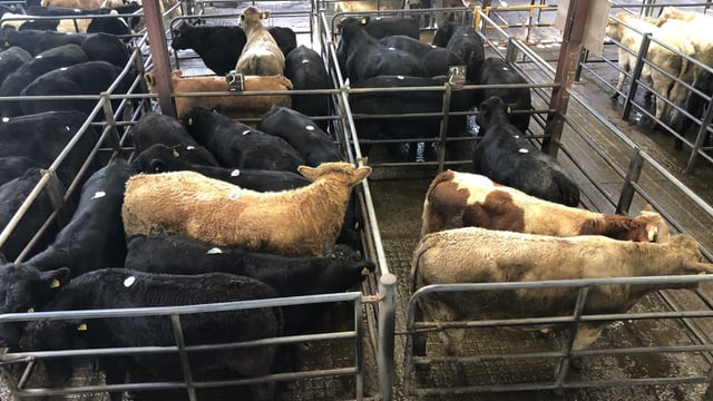Video: 'Strong demand for store bullocks weighing 450-550kg' - Brendan Egan
