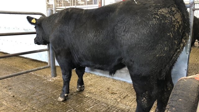 Boom time for Angus cattle as mart prices surpass €5/kg deadweight
