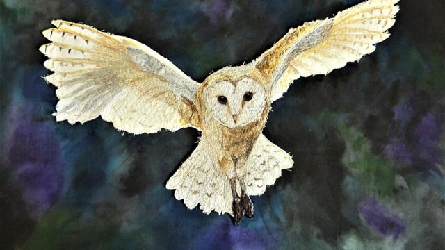 BirdWatch Ireland encourages uptake of barn owl measure in ACRES