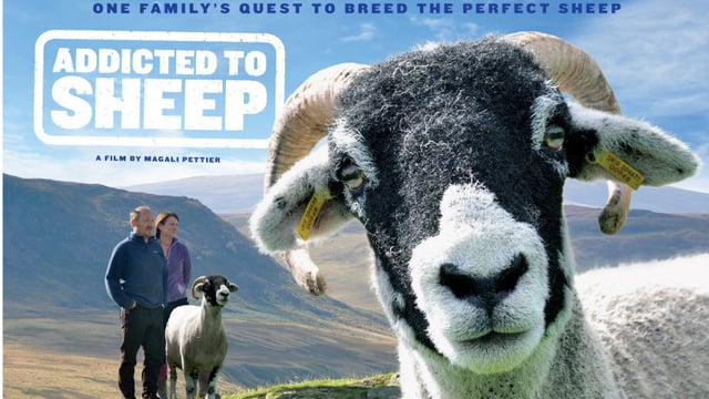 Project Baa Baa celebrates contribution of sheep to our lives