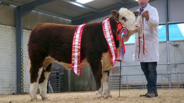 Irish Hereford Breed Society to host 'virtual calf show'