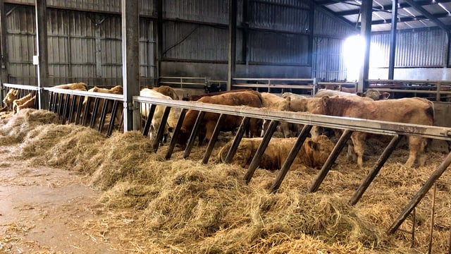Video: Weaning calves, calving cows and finishing cattle in Gurteen