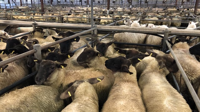 Sheep marts: Factory lamb numbers remain tight; store lamb trade holding firm