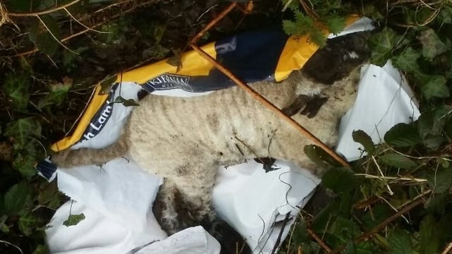 The 'depressing and exhausting' fight against illegal dumping in the countryside
