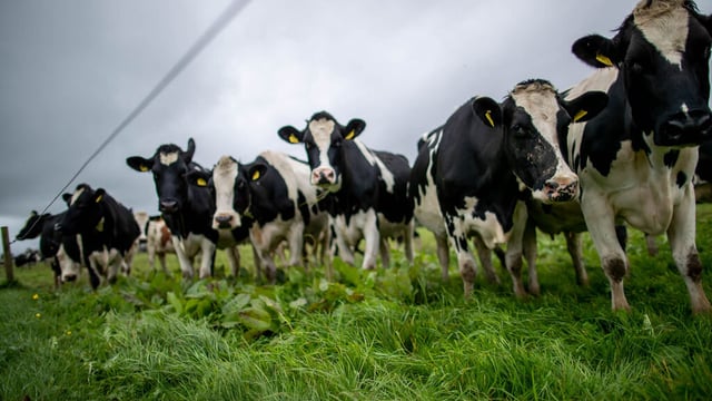 Quality Milk Awards 2020: Who are the rest of the Munster finalists?