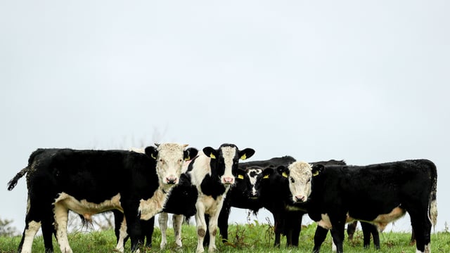 Quality Milk Awards 2020: Who was shortlisted in Ulster/Leinster?