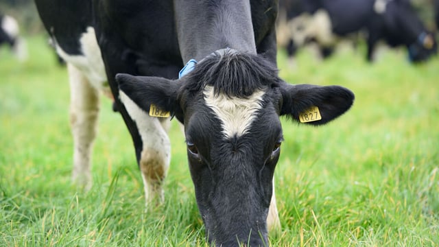 Quality Milk Awards 2020: Who are the finalists in the Atlantic counties?