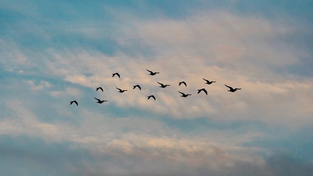 NPWS seeks tenders for farmland birds nature reserve