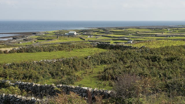 'We have an obligation to ensure their future': Protecting corncrake and Ireland's islands
