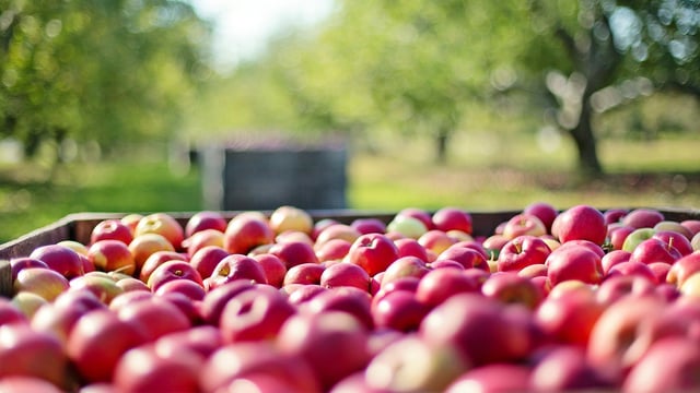 World Food Day: Ireland to contribute €1 million to UN conference on food systems