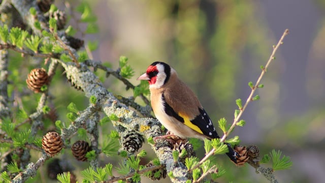 Minister Noonan to pursue establishment of a Wildlife Crime Unit next year